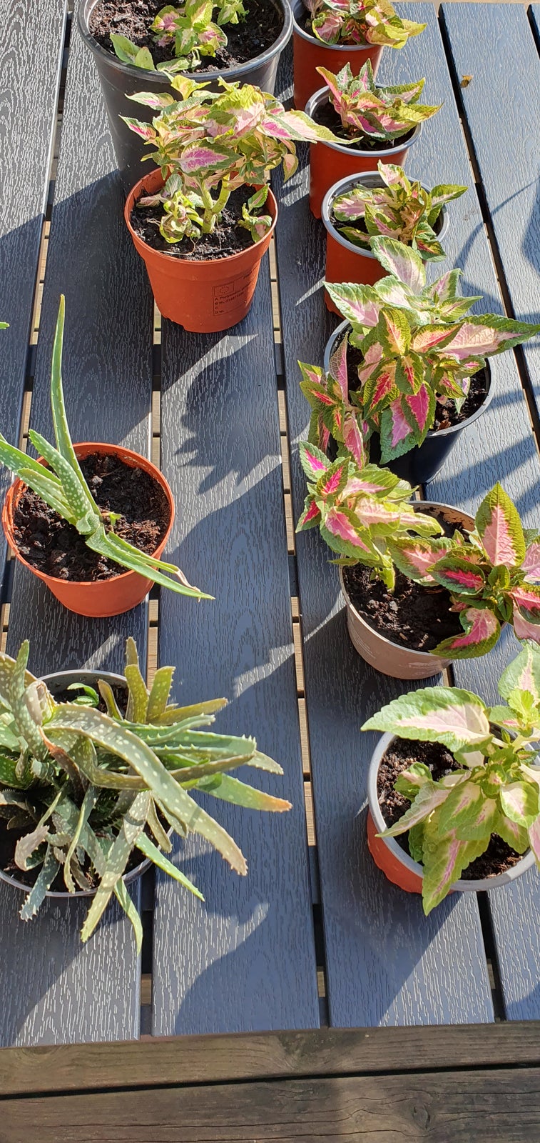 Aloe Vera og/eller Paletblad, stueplanter