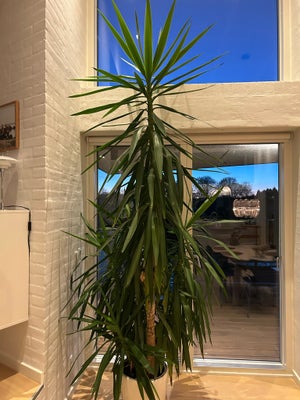 Yucca plame, Stueplante, Stor Yucca plame på ca. 3m i selvvandings-potte.