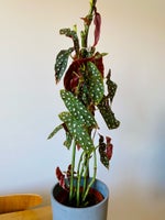 Begonia Maculata Plant