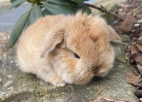 Kanin, Mini lop han unge, 0 år