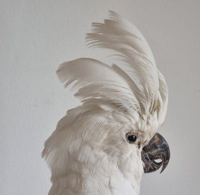 Udstoppede dyr, Kakadue, Sælger denne utrolig smukke udstoppede hvidtoppede kakadue, cacatua alba.

