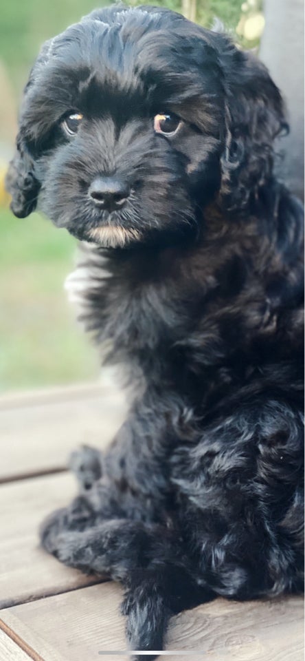 Ludvig tilbydes til PARRING
Han er Cavapoo 2 år...