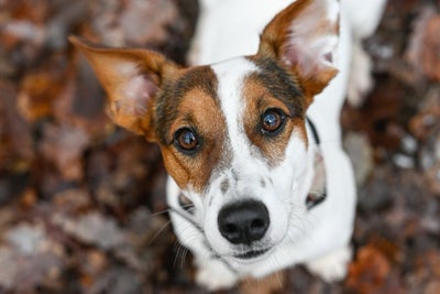 Jack Russell Terrier, hund, 2 år, De to søde Jack Russell Terrier hunde med stamtavle sælges efter d