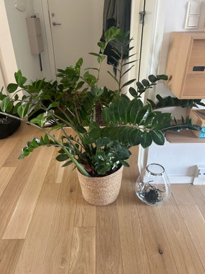 Lyklebregne, smaragdblad, zamioculcas stueplante, Måler ca 1 m i højden. 
Vokser meget - kan klippes