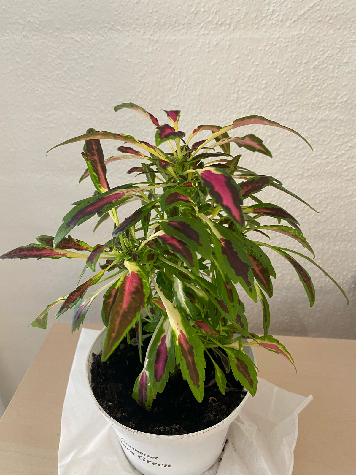 Plante i god vækst, Paletblad