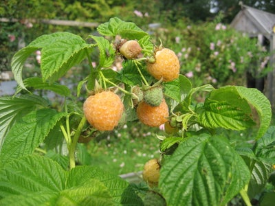 Hindbær, Fallgold, Lækre gule sensommer hindbær med fantastisk aromatisk smag. Modner august/septemb