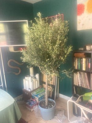 Oliven, ? Højde 225, Oliventræ højde 225 cm. Er kun til salg Lørdag 27-4 samt Søndag 28-4. Da jeg er