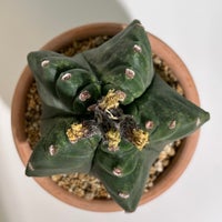 Kaktus, Astrophytum myriostigma Kikko