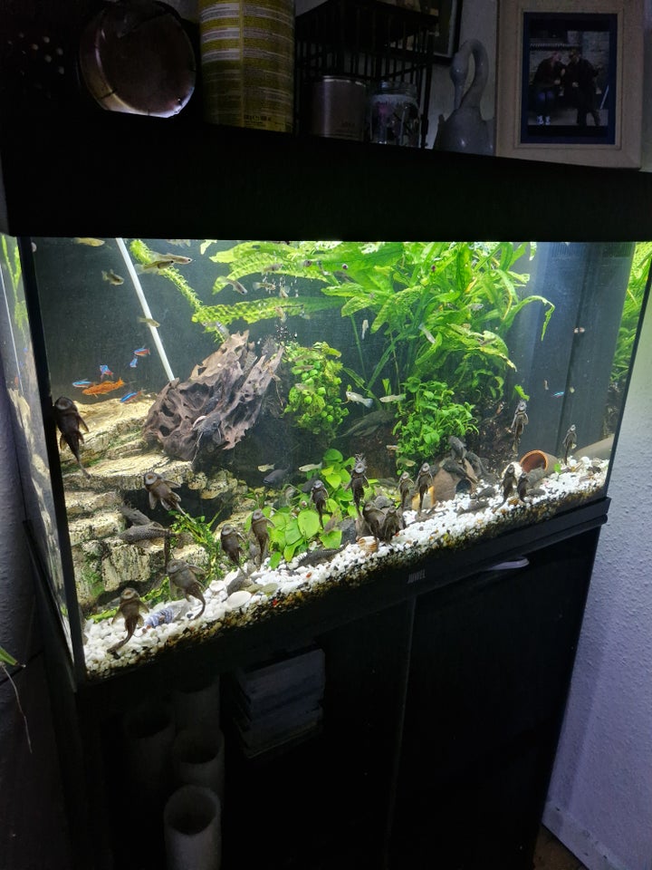 Akvarium, 125 liter