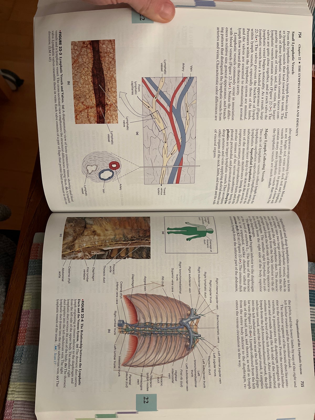Anatomy and physiology, Martini