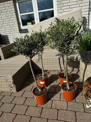 Oliventræ , Olea Europaea, Super flotte oliventræer der tåler ned til -10 grader og kan derfor stå u