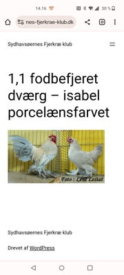 Høns, 6 stk., 7uger gamle kyllinger -og gået med hønemor 6 styks smukke Isabel Porcelain nu klar til
