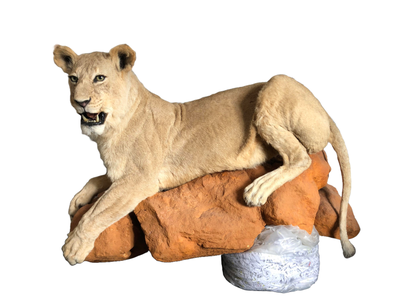 Udstoppede dyr, Udstoppet løve, Flot udstoppet løve på sten. Er lavet til at hænge på væggen. Løven 