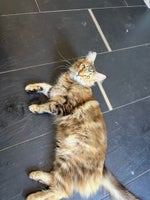 Maine Coon, hunkilling, 12 mdr.