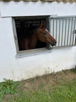 Dansk Sports Pony, hoppe, 12 år