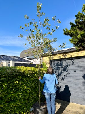 Balsampoppel (Populus balsamifera) 450cm, Stor og flot 4.5 meter høj Poppeltræ til salg. Har flot sl