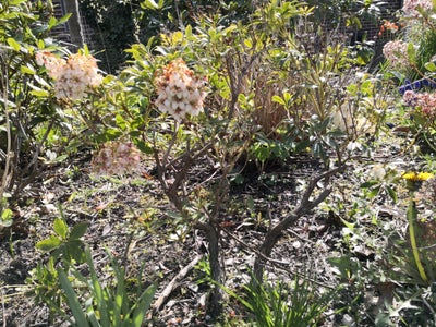 Buske, Pieris japonica, To pieris buske sælges for 100 kr stykket. Begge planter er sunde og flotte.