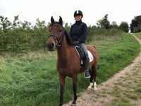 Dansk Sports Pony (DSP), hoppe 17 år, 138 cm,