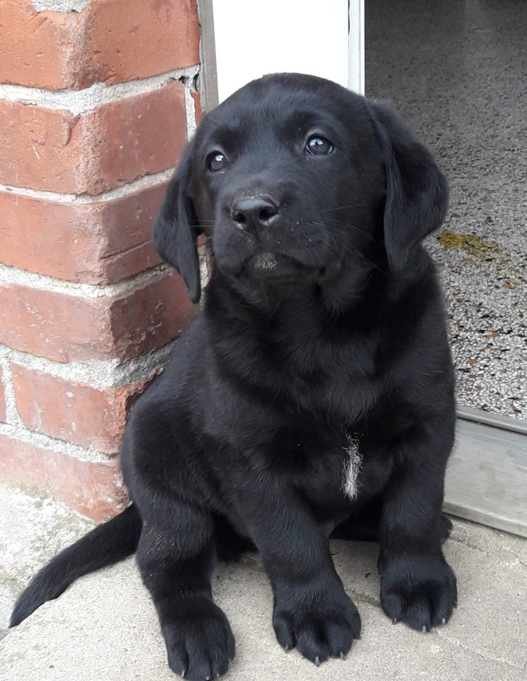  Labrador Retriever 