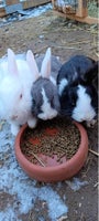 De sødeste og tamme kaniner på 6 måneder