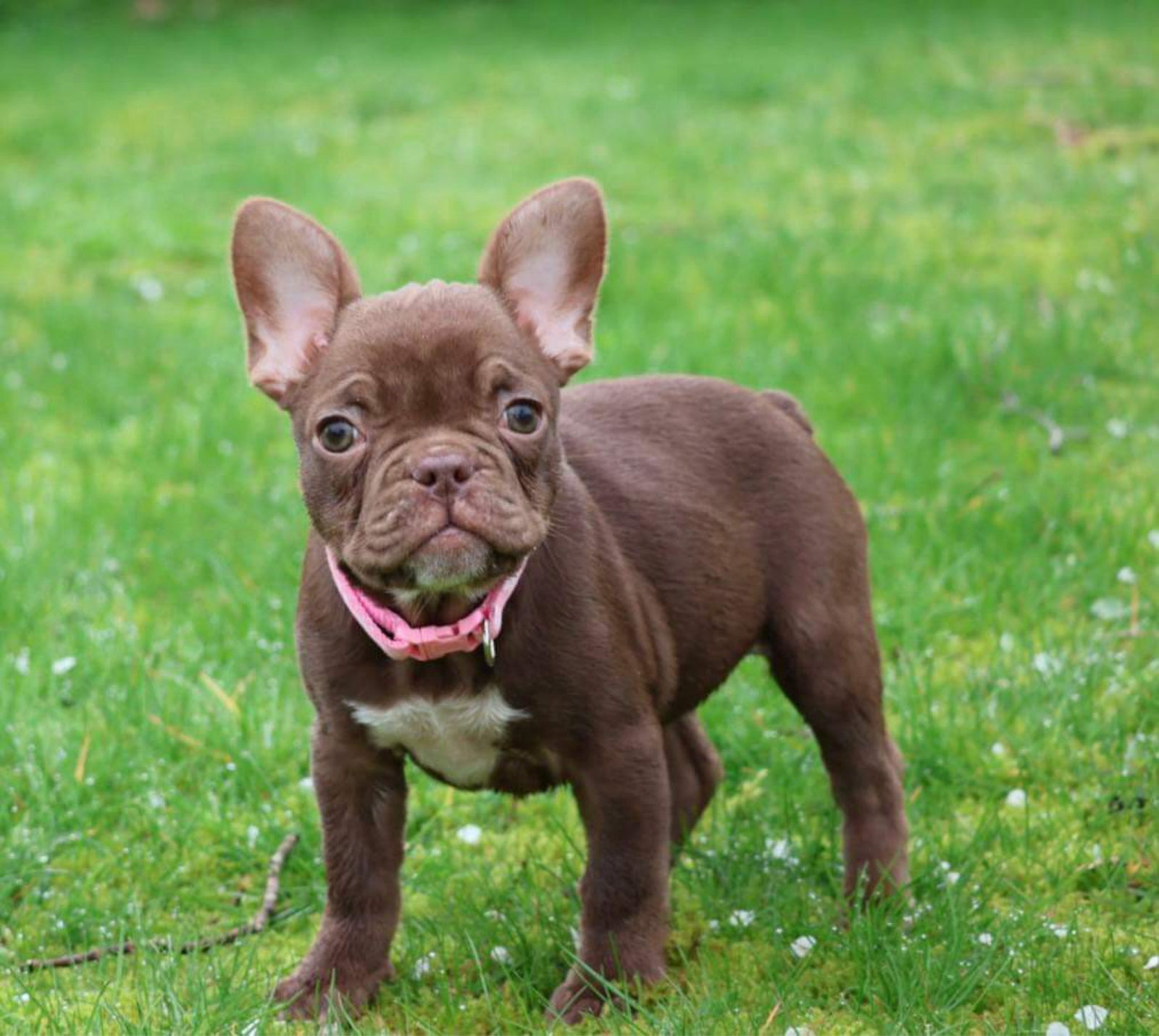 Fransk bulldog, hvalpe, 12 uger