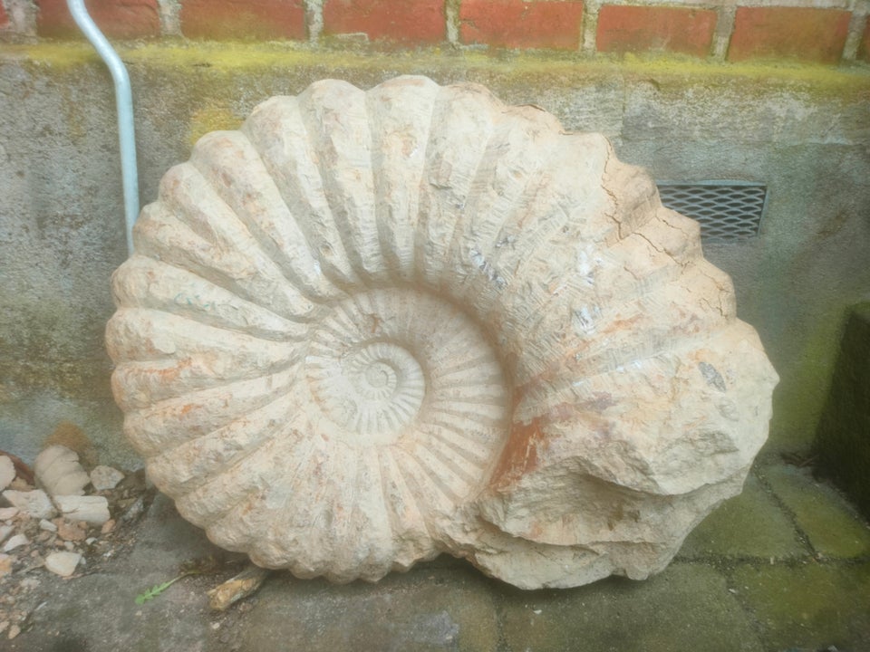 Andre samleobjekter, Kæmpe Ammonit