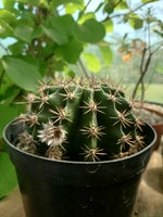 Kaktus, Echinopsis