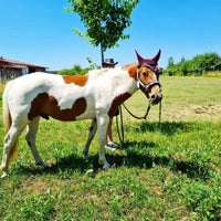 Quarter Horse, vallak, 6 år