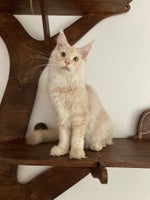 Maine Coon, hankilling, 5 mdr.