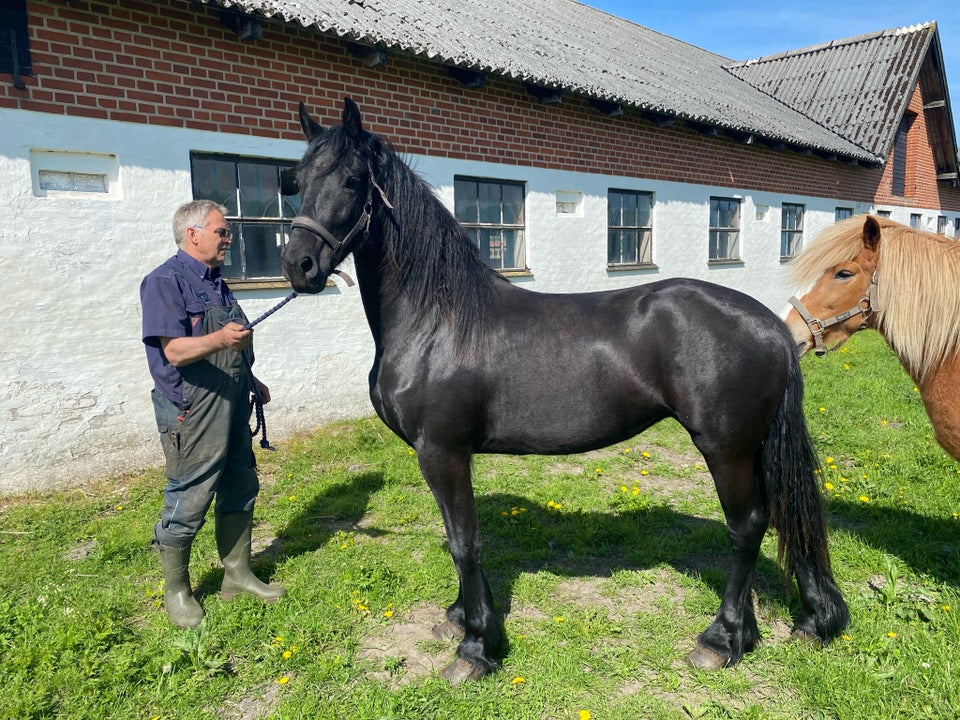 Frieser, hoppe, 2 år