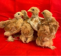 Kyllinger, 4 stk.