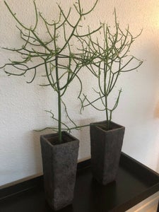pendul Foresee synder Find Euphorbia i Planter - køb billigt på DBA