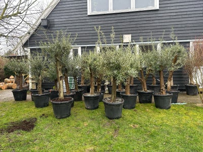 Oliventræ, Arbequina, Sort: Arbequina tåler ned til-20 grader Højde 160-170 cm , tykkelse på stamme 