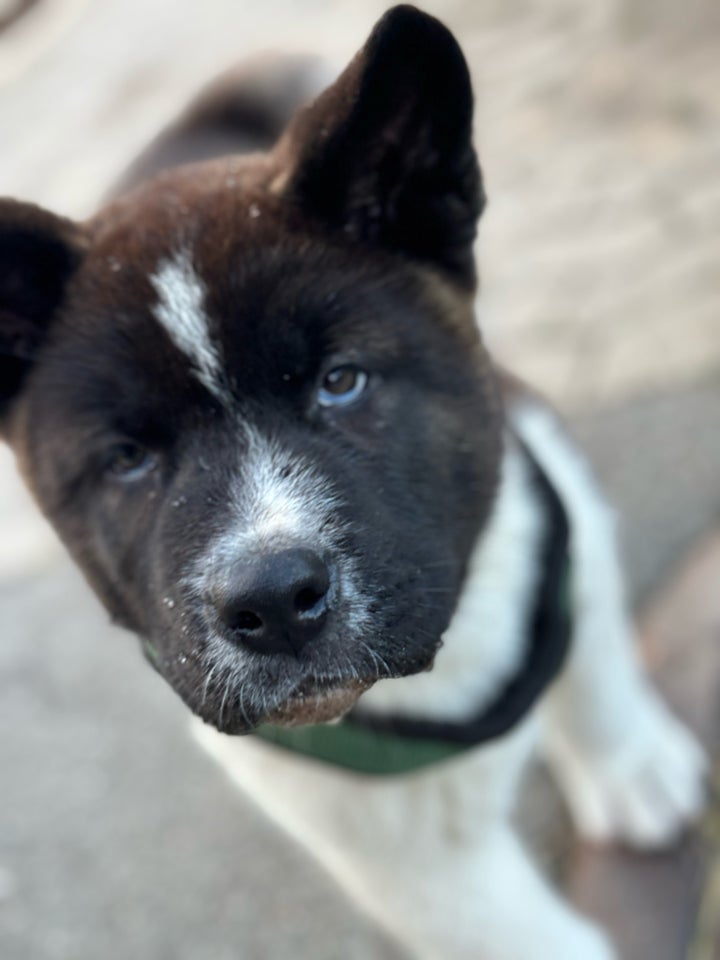 American AKITA , hvalpe, 8 uger