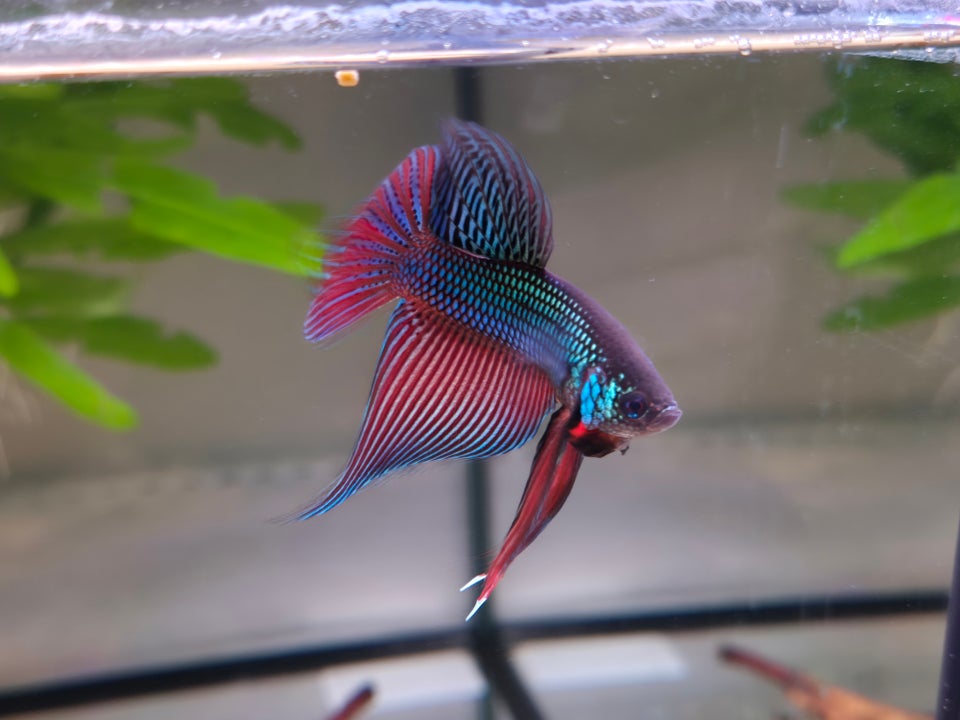 Betta Smaragdina, 1 stk.