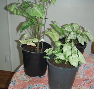 stueblomst, gåsefod /syngonium, gåsefod/syngonium lige omplantet i større potte
let at holde - pæne 