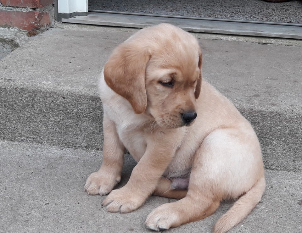  Labrador Retriever 