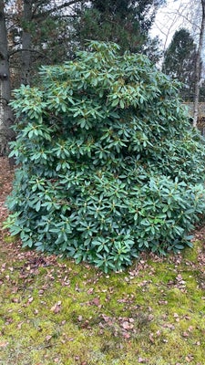 Busk, Rhododendron, Din og sund plante 2 meter høj