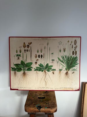 Plancher, E Korsmo, motiv: Planter, b: 85 h: 65, Norske skoleplancher der viser forskellige planter,
