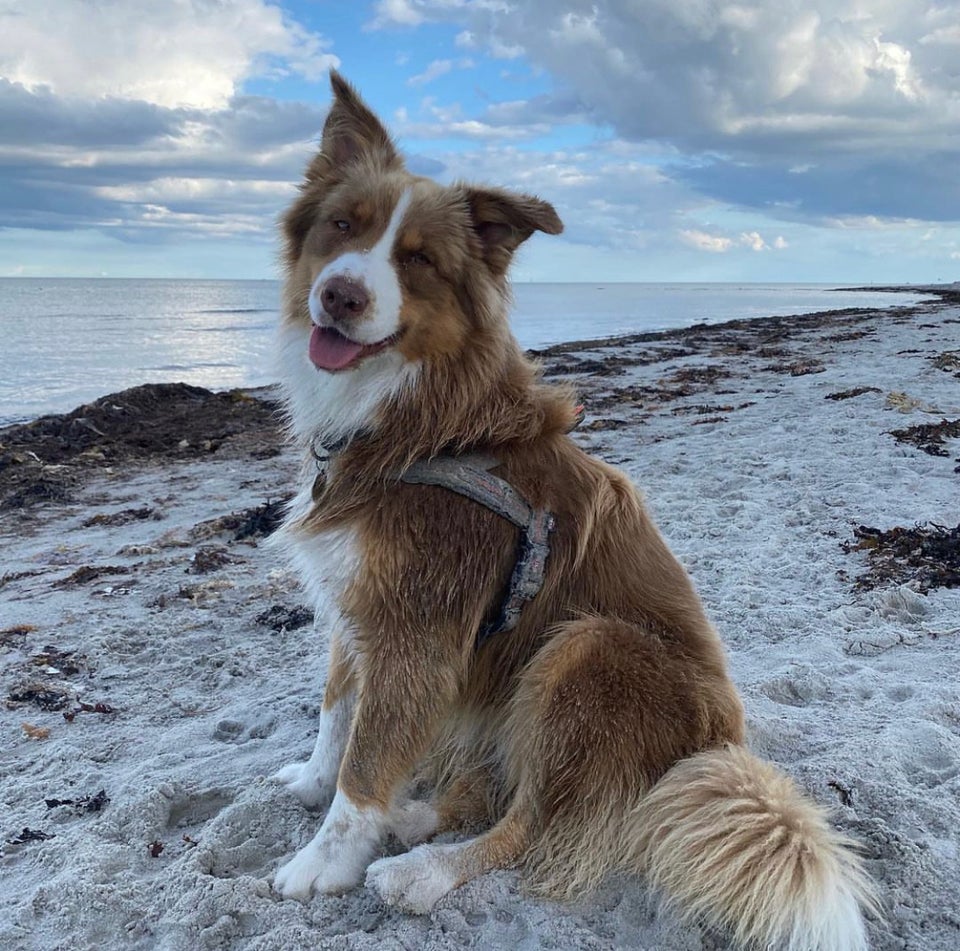 Australian Shepherd