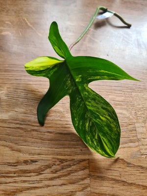 Stueplante, Philodendron Florida Beauty, Stiklinger fra mine smukke Philodendron Florida Beauty.. ??