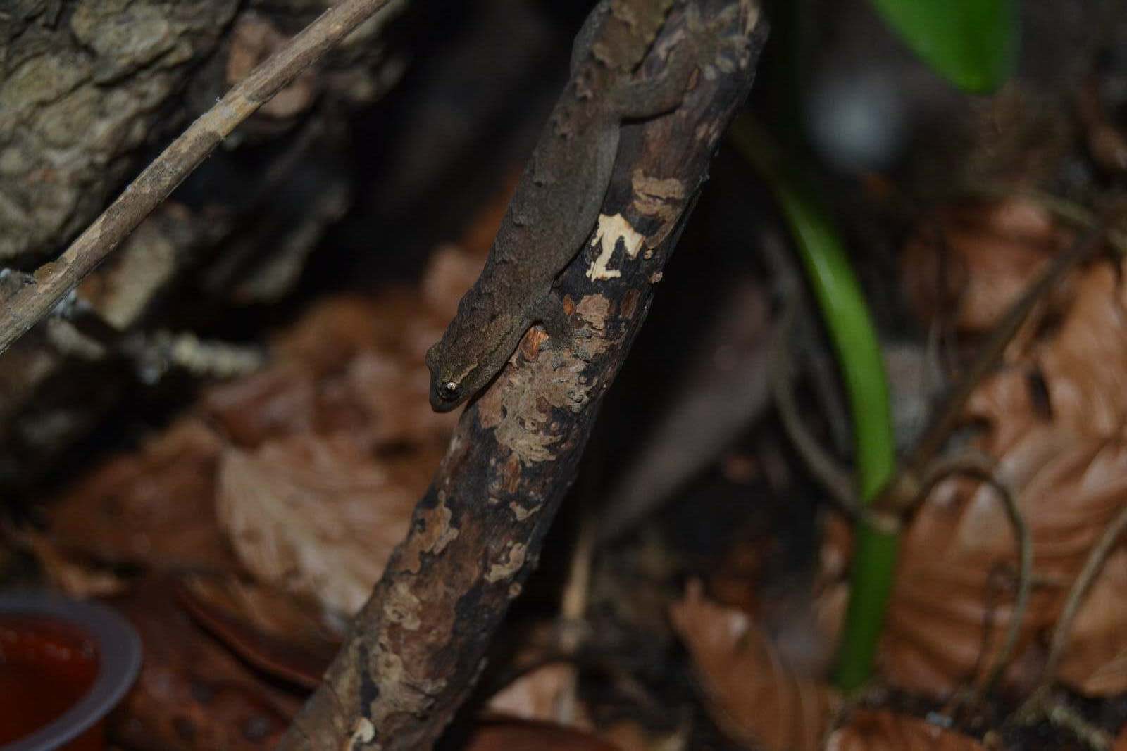 Gekko, Jomfrugekko (Lepidodactylus lugubris)