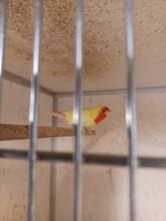 Finke, Lutino rødhovedet papegøjeamadine, 1 år