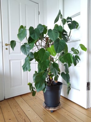 Stueplante, Monstera Deliciosa, Ca 130 cm høj med potte. 
Sælges inkl. potte.
Må ikke stå i direkte 