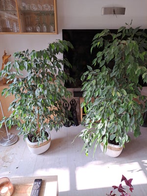 Grønne planter, Ficus, 2 stk. Ficus Benjamin
I flot potte
Højde ,,,140 cm
Pr. stk.
500 kr.
Send SMS,