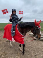 Dansk Sports Pony (DSP), hoppe, 9 år