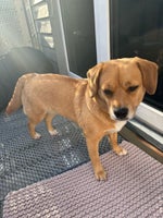 Shiba/beagle, hund, 2 år