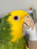 Papegøje, Dobbelt gulhovedet amazone, 2 år