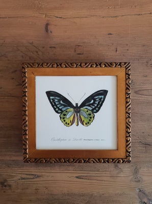 Tryk, Fuglevinge sommerfugl - Ornithoptera priamus, motiv: Vintage illustration, b: 22 h: 20,5, Smuk