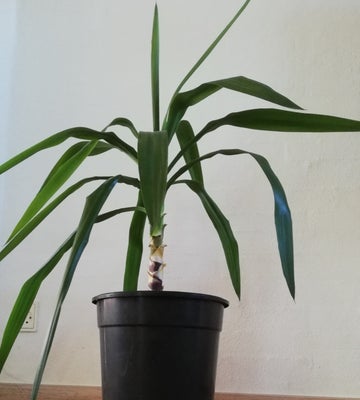 Stueplante, YUCCA PALME, Frisk YUCCA PALME plante.
Højden fra overkant af jord er 65 cm.